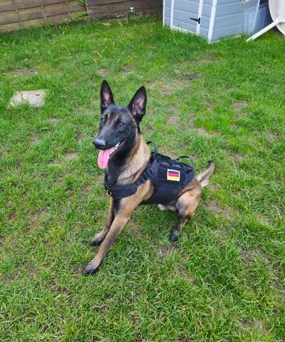 Zeigt eure Malinois!!!-Beitrag-Bild