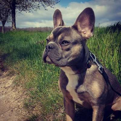 Zeigt her eure Frenchi-Beitrag-Bild