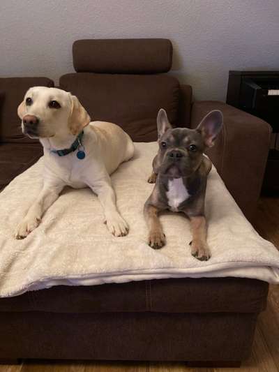 Zeigt her eure Frenchi-Beitrag-Bild