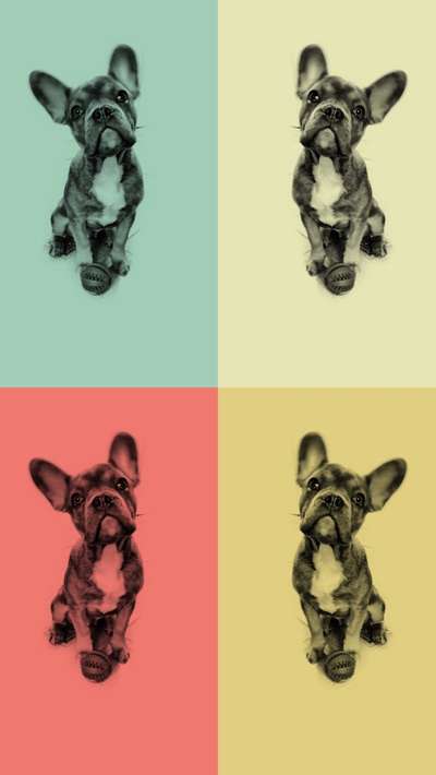 Der Hund als Cartoon-Beitrag-Bild