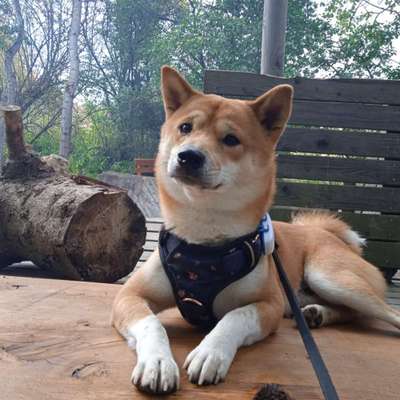 Shiba Inu und andere japanische Rassen!-Beitrag-Bild