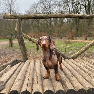 Hundetreffen-Spiel/ Übungstreffen-Bild