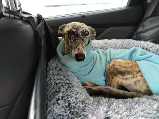 Windhunde - Treffen der besonderen Schönheiten
HERZLICH WILLKOMMEN-Beitrag-Bild