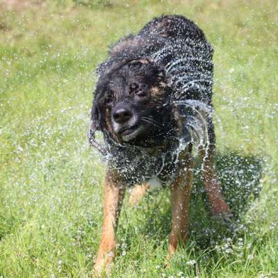 Hundetreffen-Gassirunde