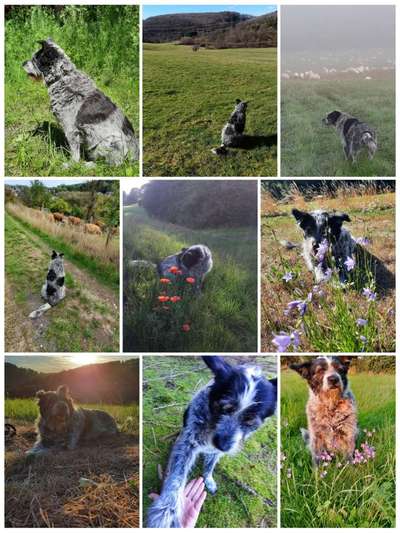 39. Collagen Challenge - Dein Hund auf einer Wiese-Beitrag-Bild