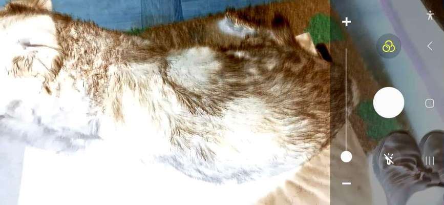 Angehendes Nierenversagen 2 Jähriger Rüde-Beitrag-Bild