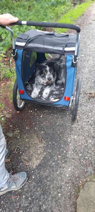 Update: mittlerweile schmerzfrei 
Arthrose - Hund erlösen?-Beitrag-Bild