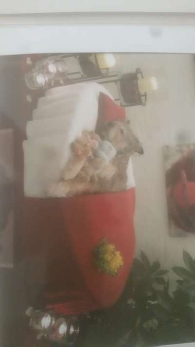 Unsere Fellnasen im Regenbogenland-Beitrag-Bild