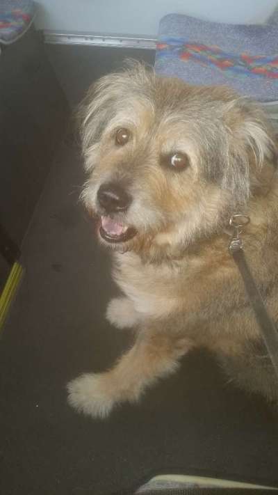 Unsere Fellnasen im Regenbogenland-Beitrag-Bild