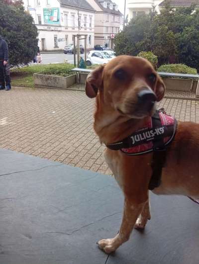 "Seelenhund"-Beitrag-Bild