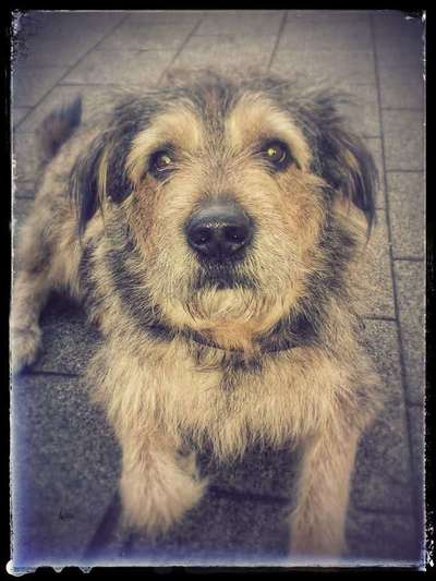 Unsere Fellnasen im Regenbogenland-Beitrag-Bild