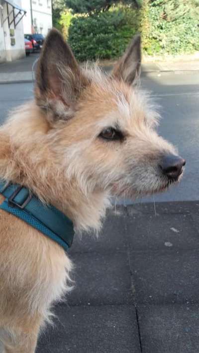 Unsere Fellnasen im Regenbogenland-Beitrag-Bild