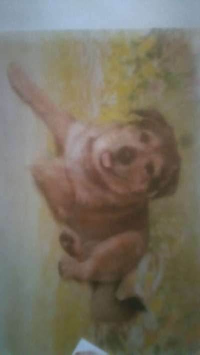 Unsere Fellnasen im Regenbogenland-Beitrag-Bild