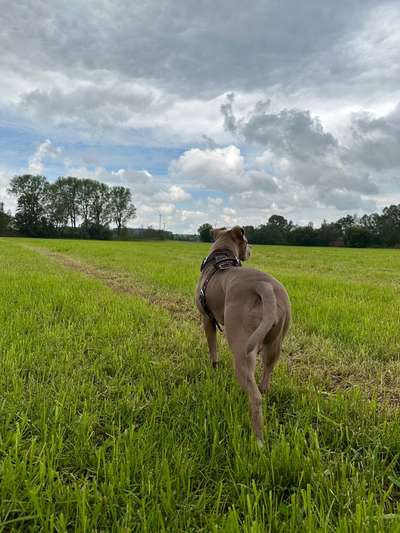 Hundetreffen-Gemeinsamer Spaziergang ohne Hundekontakt-Bild