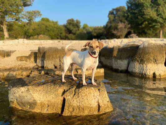 Mischlingshunde Foto Aufruf-Beitrag-Bild