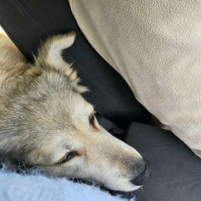 Hundetreffen-Spielrunde/Spaziergang für Senioren-Bild