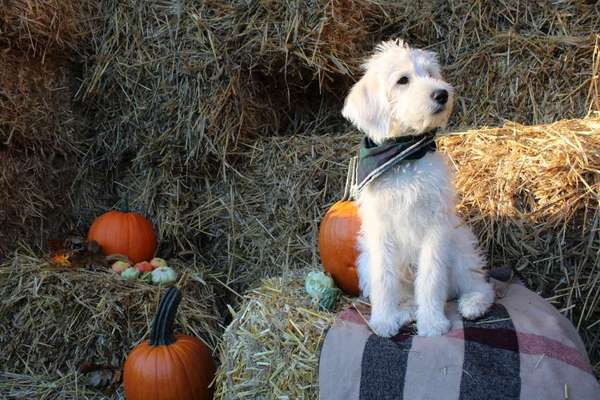 Die Dogorama Kalender Challenge Titelbild-Beitrag-Bild