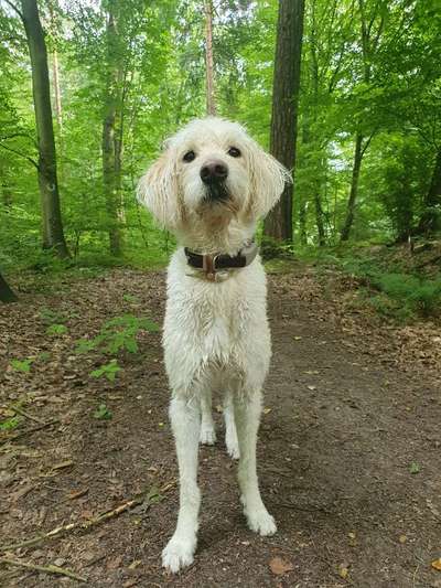 Hundetreffen-Spazierrunde in Lübeck-Bild