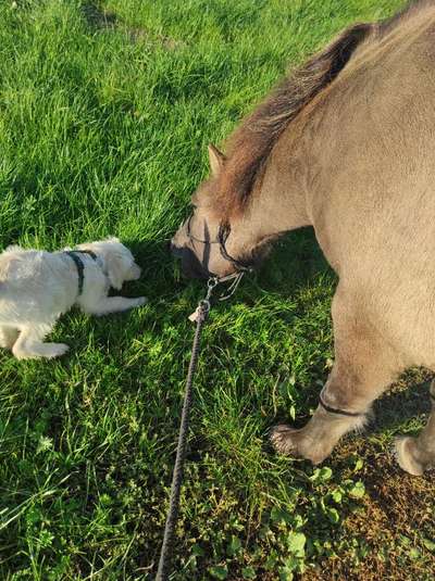 Fotochallenge Nr. 51 "Euer Hund mit anderen Tieren"-Beitrag-Bild