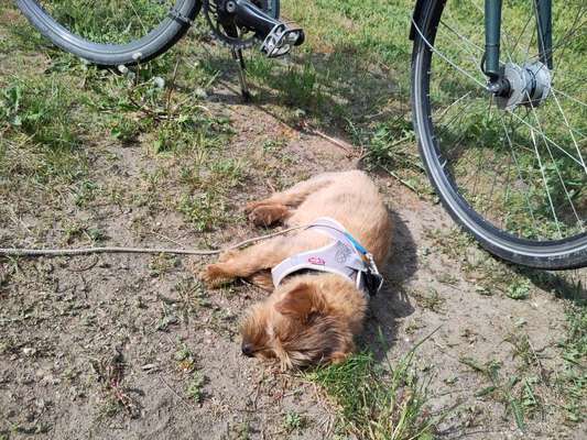 Fahrradfahren mit Hund im Anhänger-Beitrag-Bild