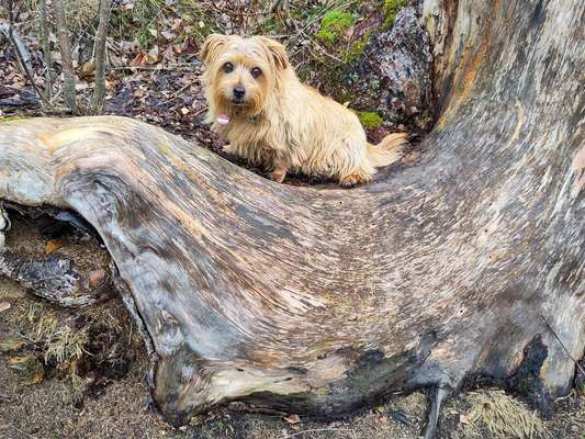 Reinrassige Hunde?-Beitrag-Bild