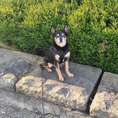 Hundetreffen-Gassirunde an der Leine kleine Hunde-Bild