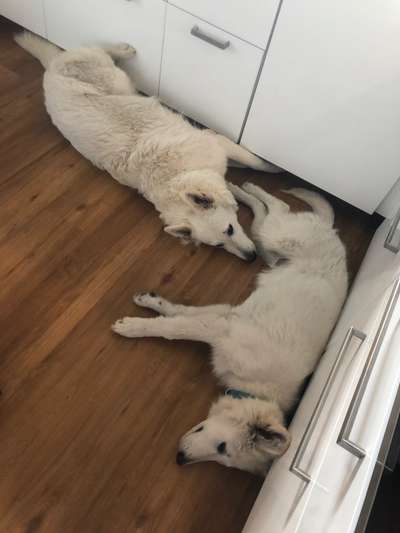 Wo sind die Schäferhunde/Bademeister ?-Beitrag-Bild