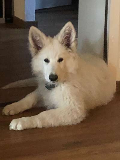 Welpen Bilder !-Beitrag-Bild