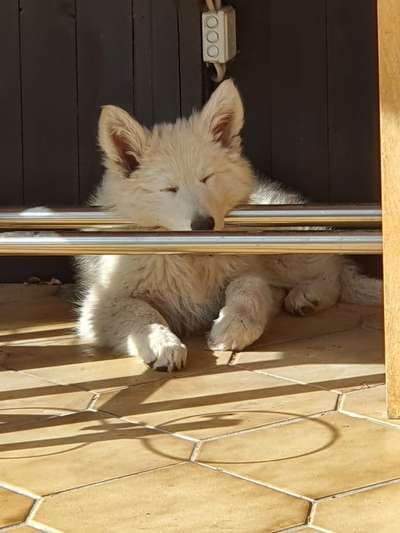 36. Handy Foto Challenge - Sonnenanbeter-Beitrag-Bild