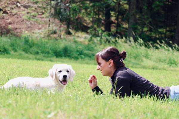 Hundetreffen-Welpen Gassirunden/ gemeinsam Trainieren-Bild