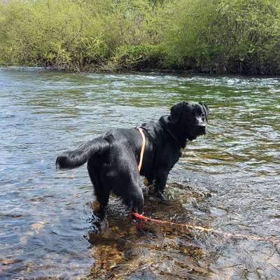 Hundetreffen-Spaziergang/Social-Walk-Bild