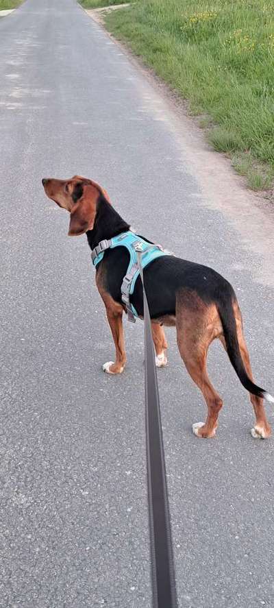 Hundetreffen-Ängstliche Hündin sucht Trainingspartner-Bild