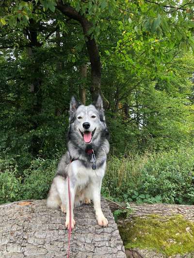 Mischlingshunde Foto Aufruf-Beitrag-Bild