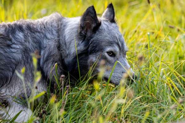 Hundetreffen-Spiel- und Gassirunde mit Lian-Bild