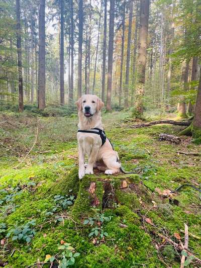 Wo sind die Golden Retriever Liebhaber?-Beitrag-Bild