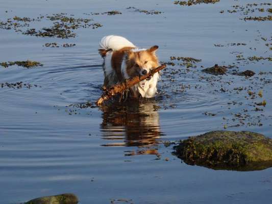 Die Dogorama Wochen Challenge: “Dein Hund im Urlaub”-Beitrag-Bild
