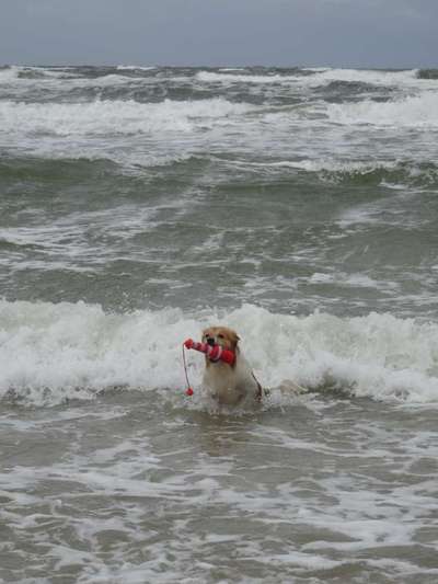 Dogorama-Monats-Challenge-Mai "Wasser"-Beitrag-Bild