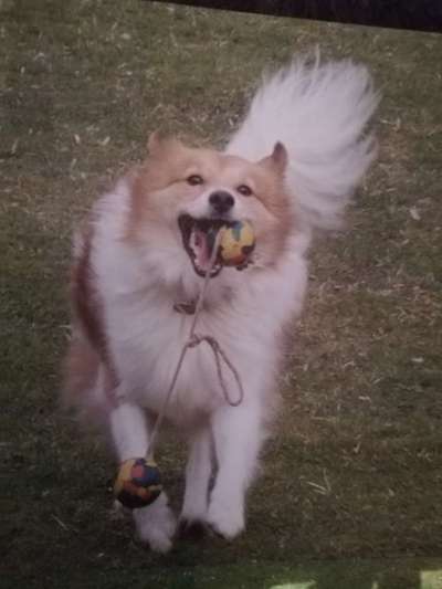 FOTO CHALLENGE 77 - Dein Hund im Spiel-Beitrag-Bild