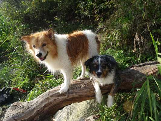 Die Dogorama Wochen Challenge "Friends will be Friends"-Beitrag-Bild