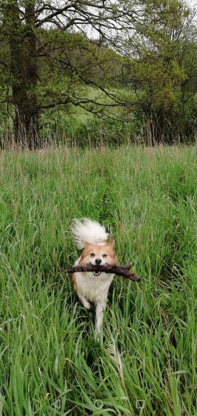 Die Dogorama Monats Challenge "Es grünt und blüht"-Beitrag-Bild