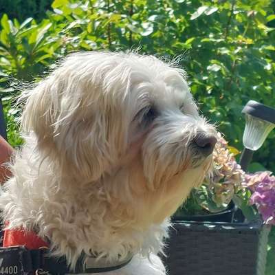 Hundetreffen-Ruhige Gassirunde-Bild