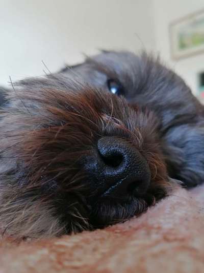 12. Farben Foto Challenge --- Braun-Beitrag-Bild