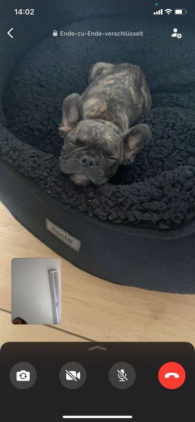 Dogorama Photo Challenge - Hundeblick zum hinschmelzen-Beitrag-Bild