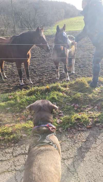 Hundetreffen-Gemeinsames Spielen-Bild