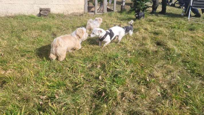 Weitere Unternehmen Hundespielwiese Neuenhof in Eisenach  – Dogorama