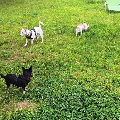 Hundeauslaufgebiet-Freilaufspielwiese für kleine Hunderassen in Neuenhof-Bild