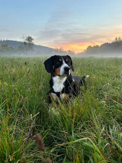 Hundetreffen-Spieltreffen-Bild