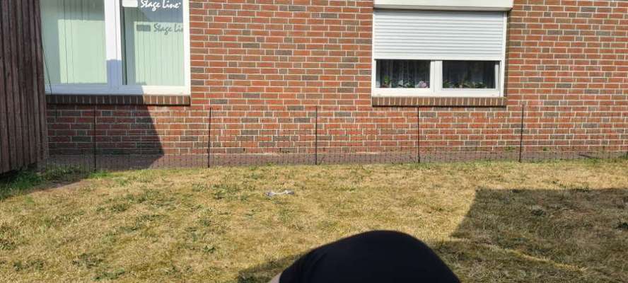 Pipi-Pad/Unterlage schlecht oder gut für Stubenrein?-Beitrag-Bild