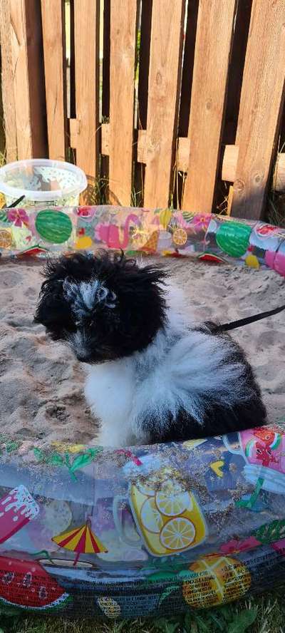 Pipi-Pad/Unterlage schlecht oder gut für Stubenrein?-Beitrag-Bild