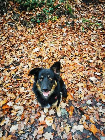 Tierschutz Hunde aus Bosnien-Beitrag-Bild